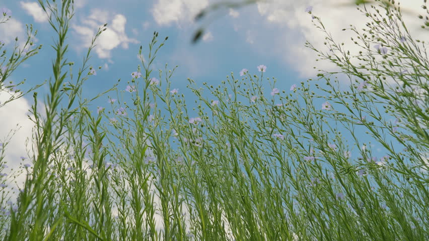 Bottom up view of green stems and blue flowers of flax in a field against a blue sky. Growing flax in a no-till agriculture field