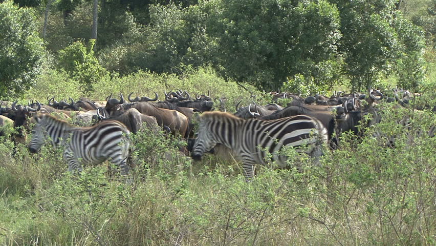 
Zebra walk by a herd of wildebeest during the migration in Kenya, Africa.  