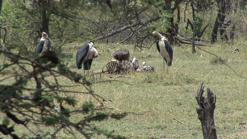 Vultures and storks at a skeleton in the Masai Mara - Kenya, Africa. 