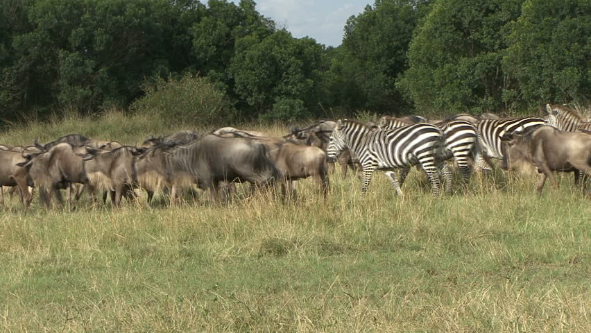 Wildebeest and zebra together during the migration in Kenya, Africa.  