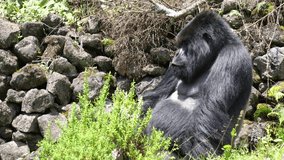 Huge Mountain Gorilla, Silverback in front of the Park boarder. From time to time Mountain Gorillas came out of the jungle and visit the farmland - Powered by Shutterstock - Get 15% off with code: PIKWIZARD15