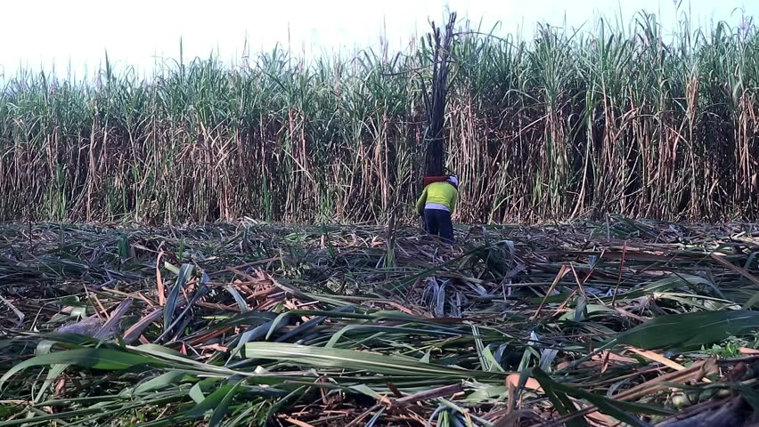 Farmers carry bundles of sugar cane on their shoulders during the harvest season