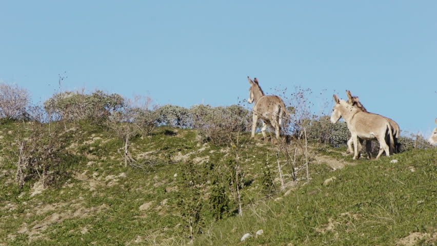A herd of wild donkeys runs along the top of a hill