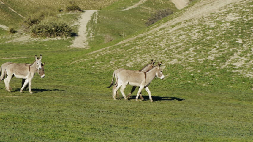A herd of wild donkeys runs through an open meadow