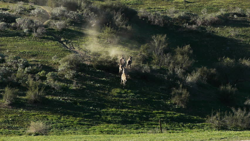 A herd of wild donkeys runs down a grassy hill