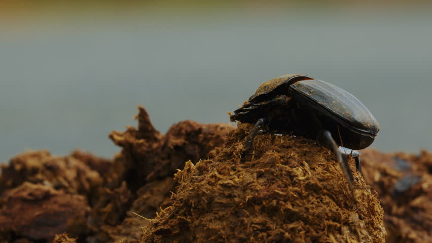 B;ack Dung beetle rolling a large dung ball of red soil. Amazing world of macro insects. African Beatle. Wildlife fauna creature in Maasai Mara Savannah. Kruger national park. Cinematic shot.