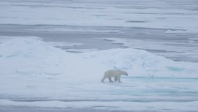 Polar Bear Walking on Ice by Cold Arctic Sea on Misty Day, Wide View 60fps - Powered by Shutterstock - Get 15% off with code: PIKWIZARD15