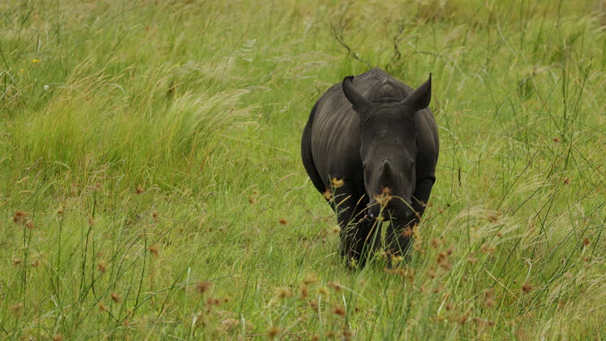 Rare Footage of baby small White Rhino walking breeding in South Africa savannah. Wild nature animals in natural habitat. Safari national park. Rhinos chewing grass. Wildlife, exotic country concept