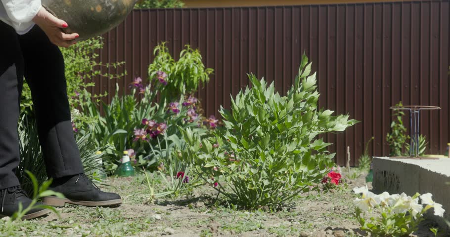 Romanian Woman Watering Plants In The Garden - Close Up