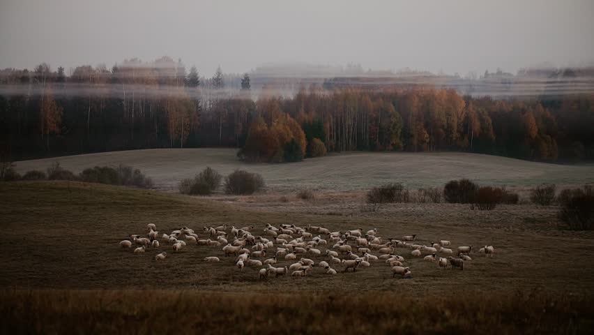 Visible sheep herd and early morning with fog around the tree tops. forest in autumn colours.