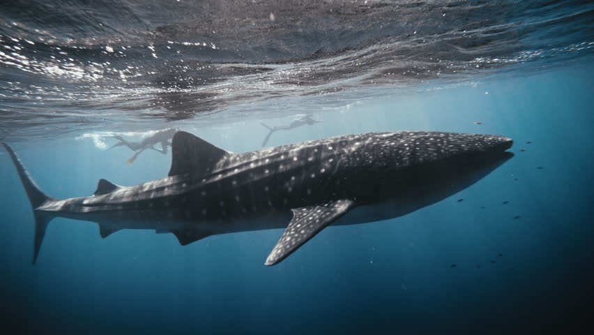 Light particles shine in water as whale shark in slow motion swims at surface of deep blue ocean