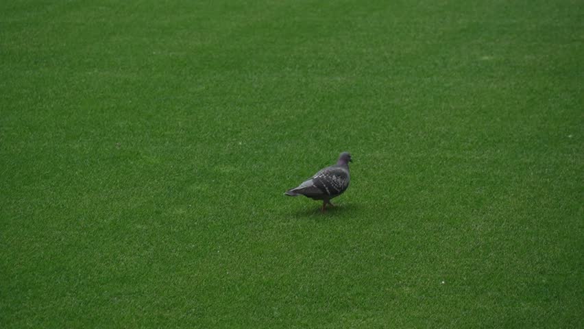 A pigeon walks along a football field and looks for food. A brave Dove is preparing for a football match on the artificial turf of the stadium