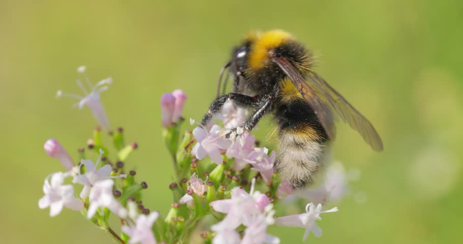 Bumblebee collects flower nectar at sunny day. Bumble bee in macro shot in slow motion.