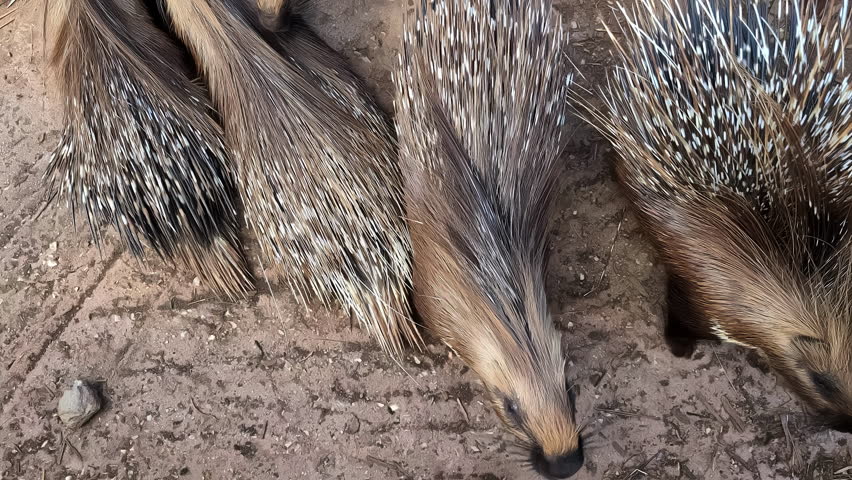 A close-up view of multiple porcupines foraging on the ground