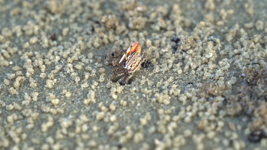 Male sand fiddler crab with a single enlarged claw, foraging and sipping minerals from the sandy beach, consuming micronutrients and forming small sand pellets.