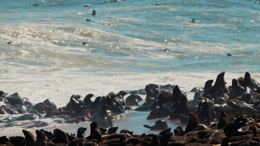 Seal at the rocks near ocean waves at the Cape Cross Seal Reserve on the Skeleton Coast in Namibia. Cape Cross is home to one of the largest colonies of Cape fur seals in the world. Wild animals