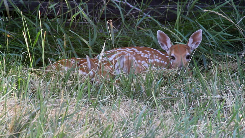 2 Fawn baby deer sleeping in grassy field