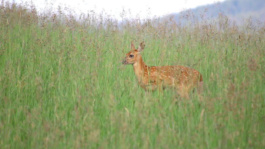 Fawn baby deer in grassy field