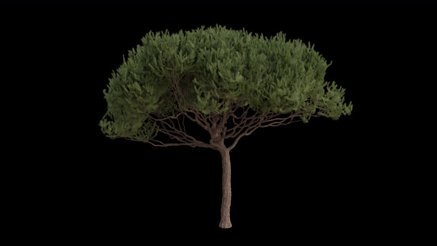 Maritime pine Tree blowing in the wind. Wind blows the cluster pine Tree. Animated Pinus pinaster Tree swaying in the wind with Transparent Background. Alpha Channel. Loop Animation