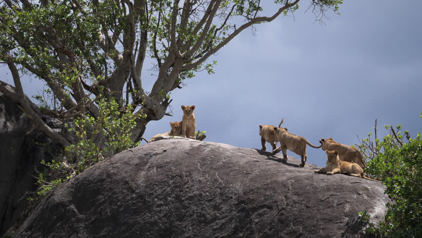 six cute Lion Cubs on Kobjes, Serengeti