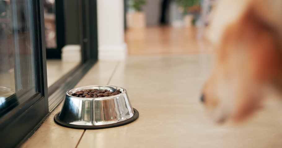 Food, dog and eating in bowl on floor for nutrition, healthy diet or wellness in home kitchen. Meal, feed and hungry pet animal with dinner, lunch and protein dish for golden retriever in back view