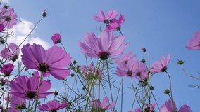 Landscape video of beautiful pink cosmos field waving along the wind with the clear blue sky, Chilling concept