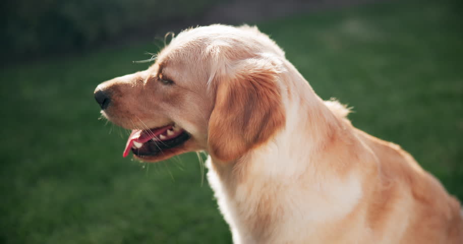 Relax, dog or pet outdoor on grass panting for happy, healthy and care free in park for summer fun. Animal, puppy or golden retriever in nature calm for break, rest and comfortable in backyard