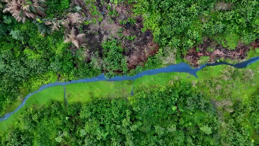 Aerial view of a creek surrounded by vegetation