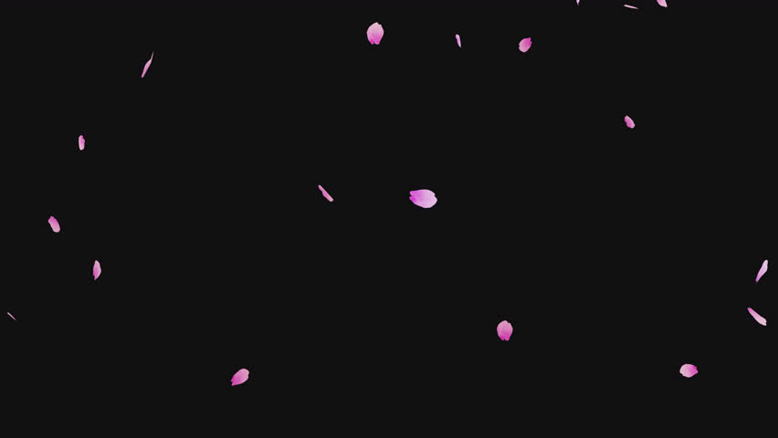 Animated video of a cherry blossom snowstorm with bright cherry blossom petals dancing (with  alpha channel)