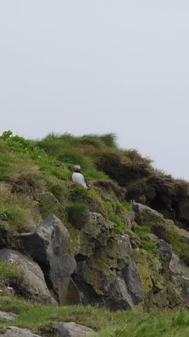 Atlantic Puffin Bird or Fratercula Arctica living at the cliff with wild flower in north atlantic ocean on summer at Borgarfjardarhofn, Iceland