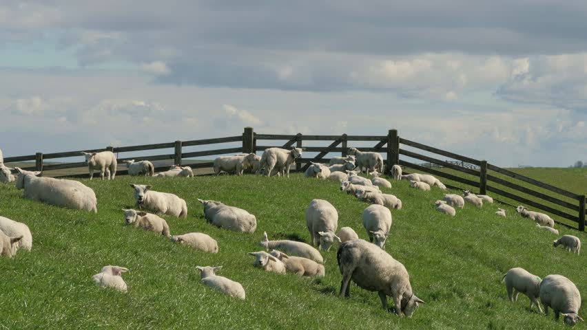 Sheep Grazing on the Dike by the Wadden Sea in Friesland, Netherlands