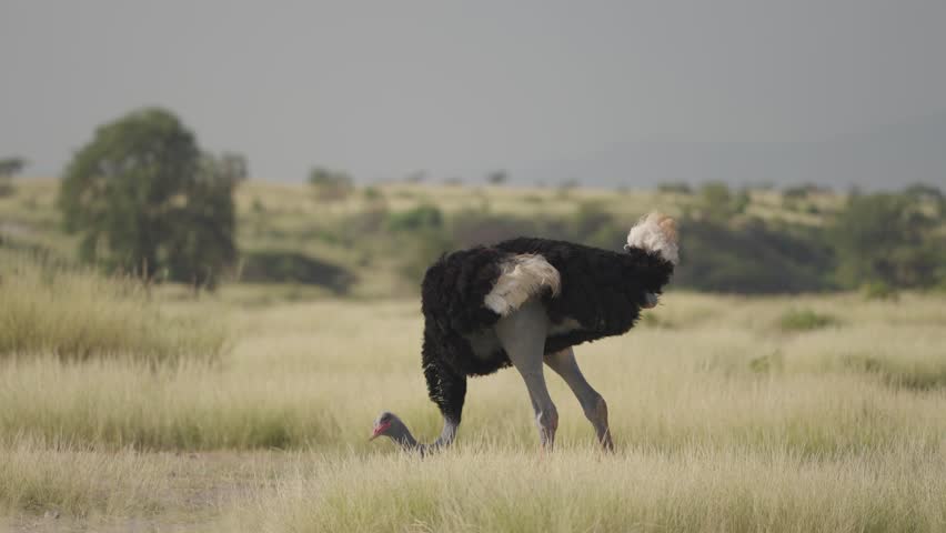 A lone ostrich grazes in the vast grasslands of Kenya, its striking black and white plumage contrasting with the golden landscape. Captured in its natural habitat, this video epitomizes the wild beaut
