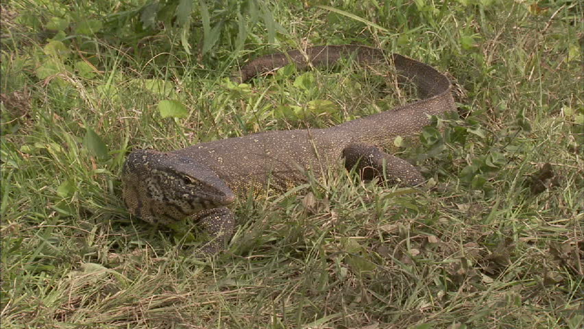  A wide shot of a water monitor walking around on lush green grass .