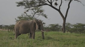 An enchanting video of an elephant gracefully wandering through the lush, green savannah of Kenya. This beautiful scene showcases the serene and untamed beauty of African wildlife.