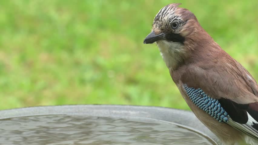 Jay (Garrulus glandarius) shaking water off its feathers on a garden bird bath. May, Kent, UK [Slow motion x5]
