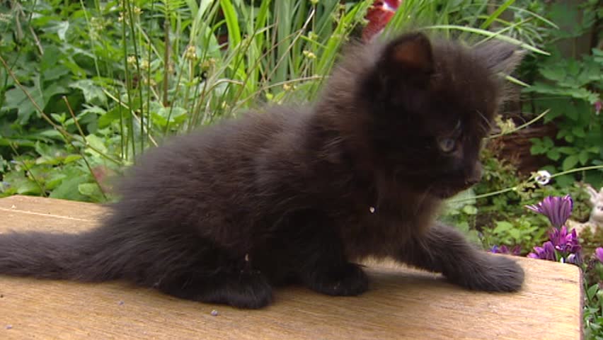 Black Cat, Kitten Turkish Angora Stock 