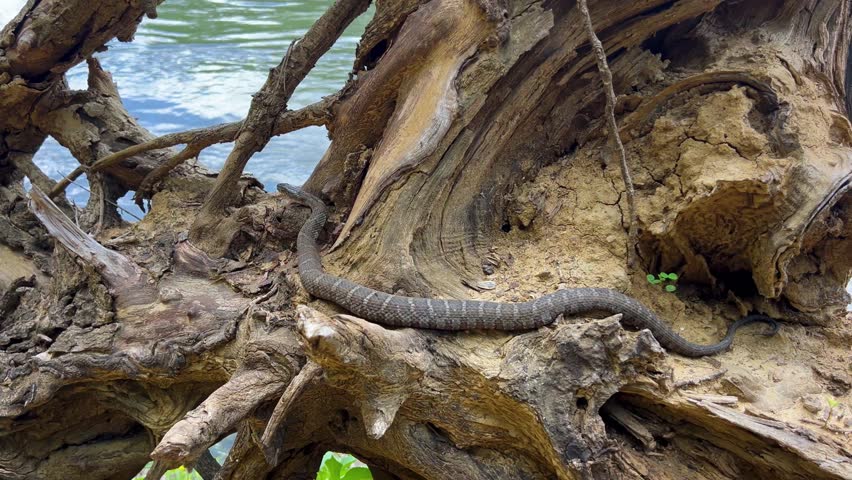 Water Snake Using It