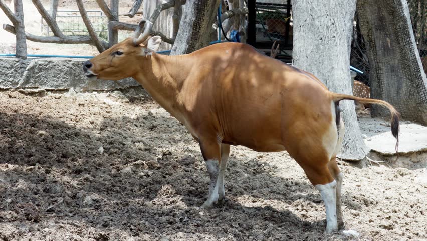 Banteng a specie of wild cattle cow eating grass