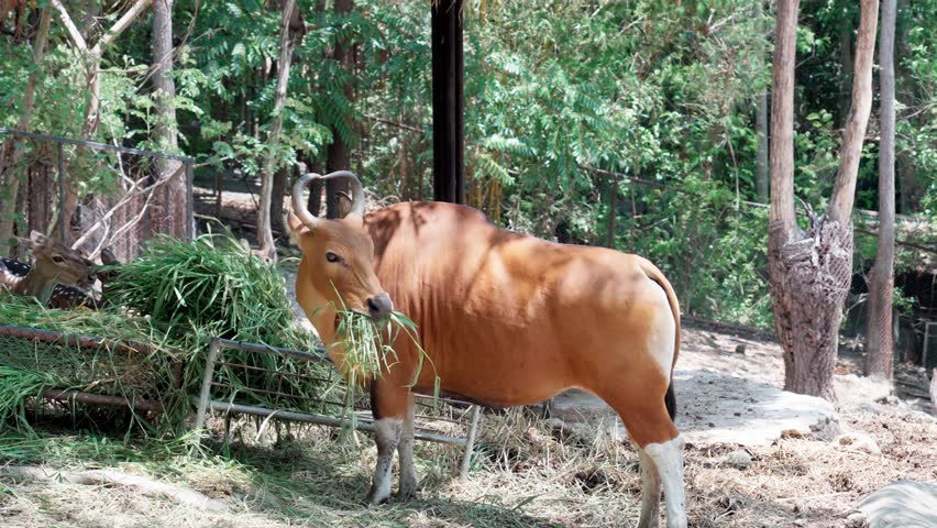 Banteng a specie of wild cattle cow eating grass