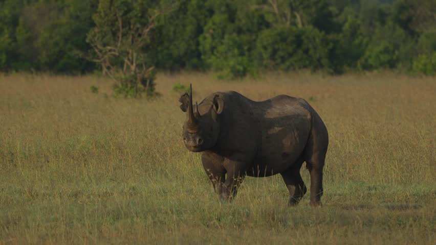 An exhilarating video of a rhinoceros running through the open grasslands of Kenya. The powerful animal’s swift movements and the vibrant backdrop of lush greenery showcase the raw strength and beauty