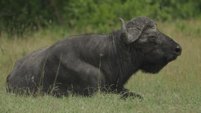 A captivating video of a Cape buffalo resting peacefully in the lush grasslands of Kenya. This serene scene captures the essence of African wildlife, showcasing the buffalo’s majestic presence in its 