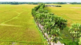 Beautiful Palmyra palm trees garden natural top view drone view landscape 4K aerial views paddy at west Bengal, India and Bangladesh green weather drone video Palmyra palm tree road