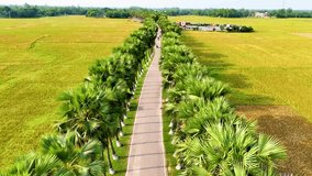 Beautiful Palmyra palm trees garden natural top view drone view landscape 4K aerial views paddy at west Bengal, India and Bangladesh green weather drone video Palmyra palm tree road