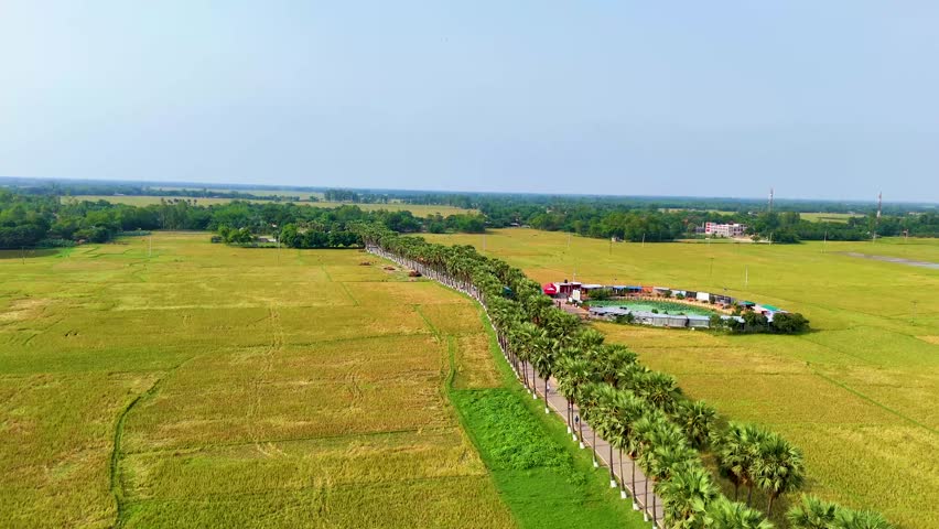 Beutiful palmyra palm trees garden natural top view drone view landscape 4K aerial views paddy at west bengal, India and Bangladesh green weather drone video palmyra palm tree road
