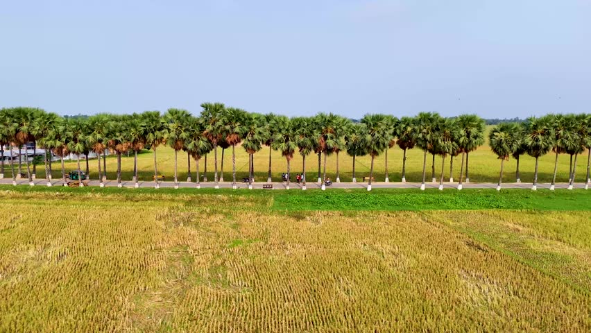 Beutiful palmyra palm trees garden natural top view drone view landscape 4K aerial views paddy at west bengal, India and Bangladesh green weather drone video palmyra palm tree road