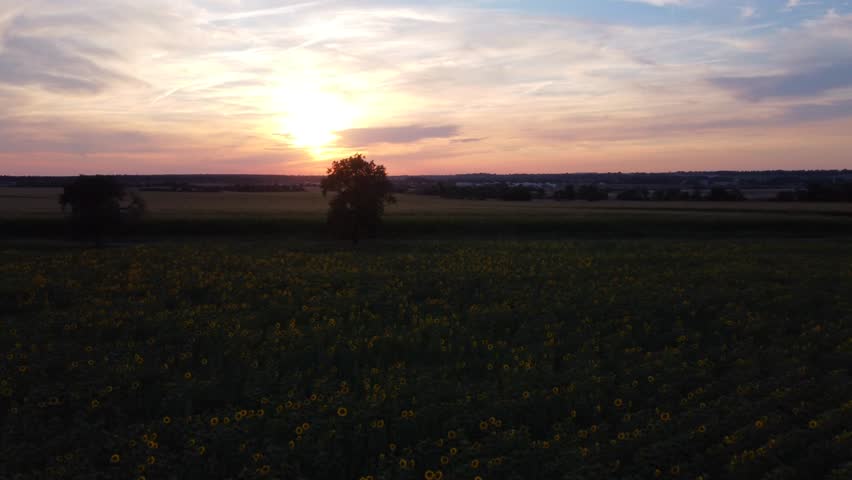 Romantic sunset over a field full of blooming yellow sunflowers. Low smooth flight over plants. 4K resolution