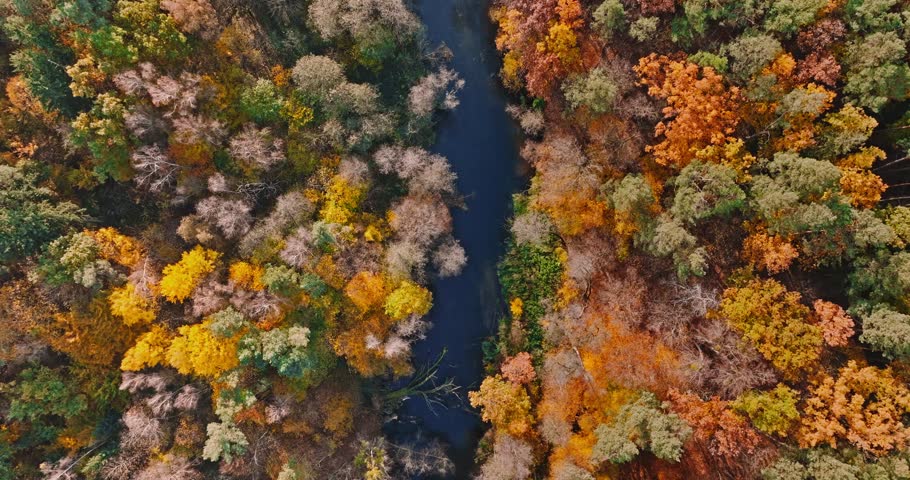 Red leaves in the autumn forest in Poland, Europe. Aerial view of nature.