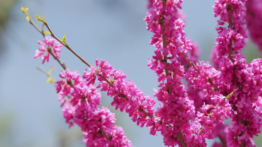 Spring Flowers - Cercis Siliquastrum Against Blurred Background. Sunny Spring Day. Close up.