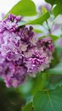 Slow motion video captures tranquil scene of lilac blossoms gently swaying in serene outdoor setting