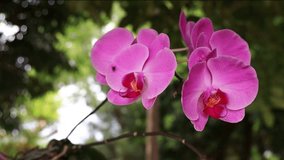 Phalaenopsis aphrodite flowers swaying by the wind in wild forest.Beautiful leaf form,swing stem shape view. Pingtung Riverside Park,Taiwan. Real time. 4K. Eye level view . High quality video